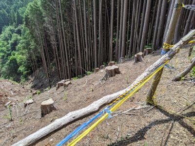 クロモ岩～麻生山 伐採中