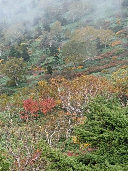 茶臼岳から見える紅葉