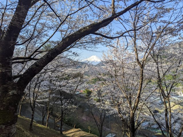 お伊勢山山頂から南 桜と富士山