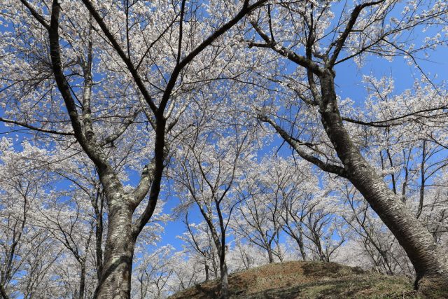 天満宮の南の桜林