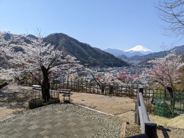 丸山公園から見える桜と富士山