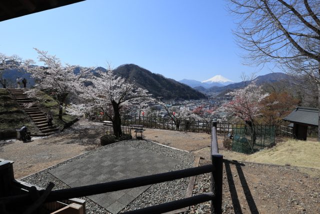 丸山公園から見える桜と富士山