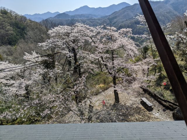 岩殿山ふれあいの館 2Fから見える桜