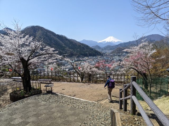 丸山公園から見える富士山と桜