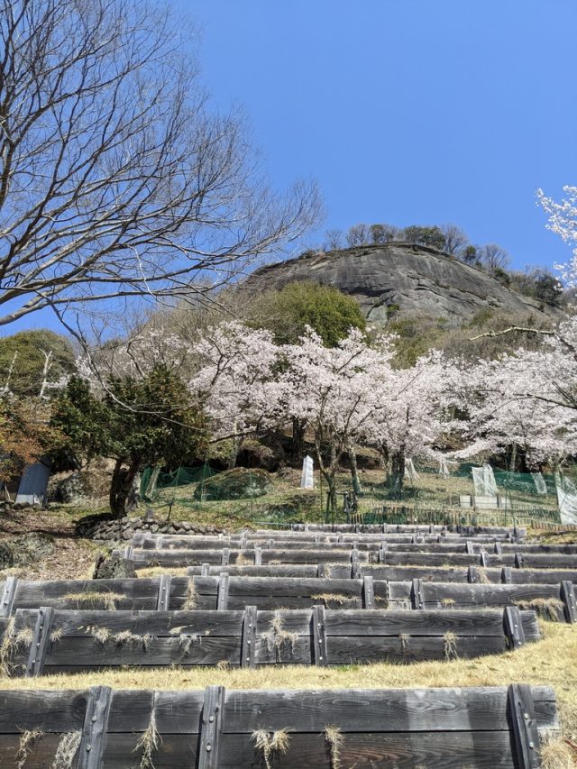 丸山公園から見える岩殿山と桜