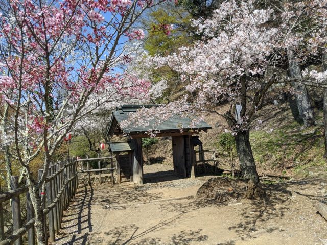 丸山公園入口と桜