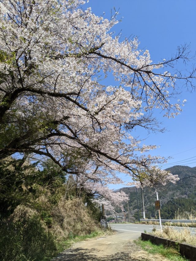 岩殿登山口(北側)の桜