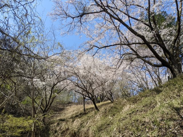 岩殿山登山道の桜
