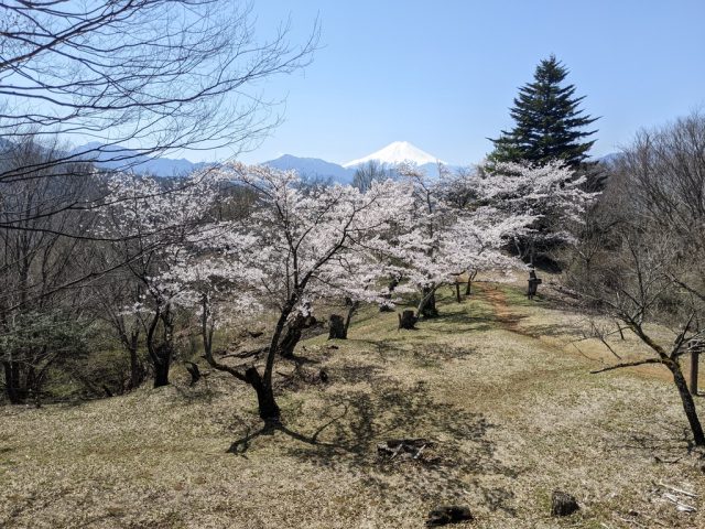 岩殿山の桜