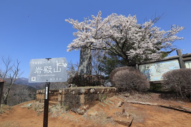 岩殿山展望台の桜