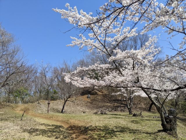 岩殿山の桜