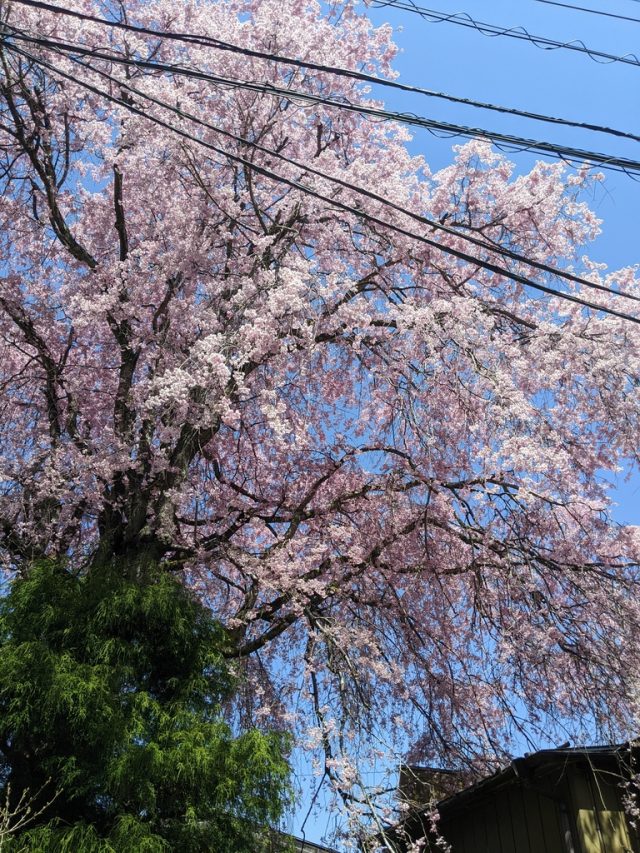 自動車教習所前の桜