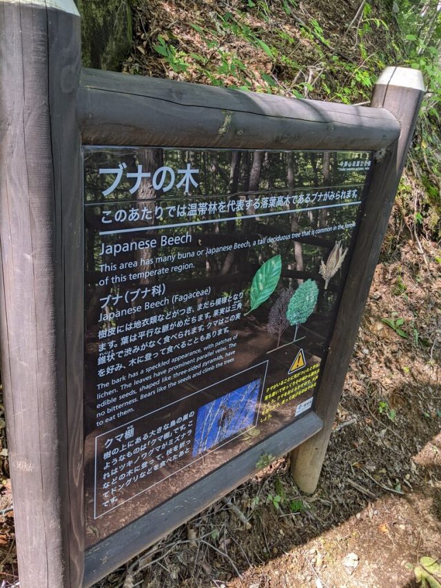 牛留池～善五郎の滝 ブナの木説明看板
