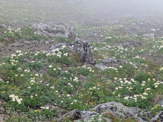 ハクサンイチゲのお花畑