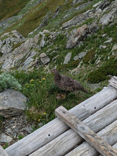 トラバース道の雷鳥親子