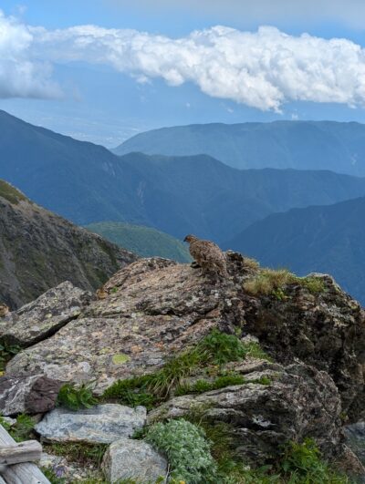 トラバース道の雷鳥親子