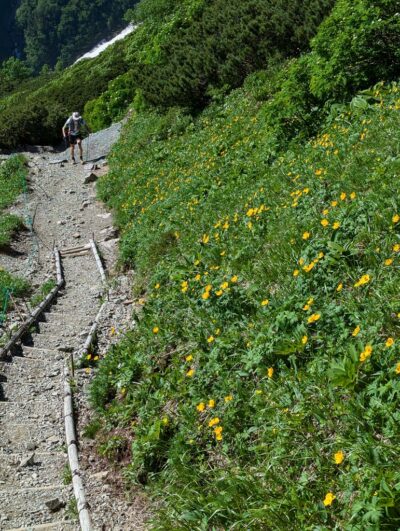 シナノキンバイが咲く斜面