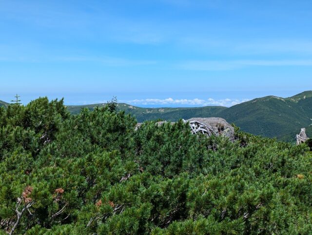 奥日本庭園から見た太郎山～薬師峠(隠れて見えない)