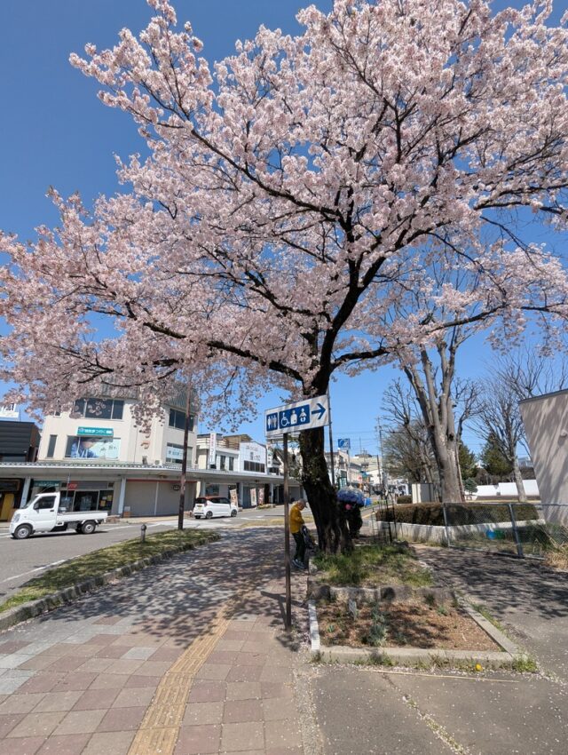 信濃大町駅前の桜