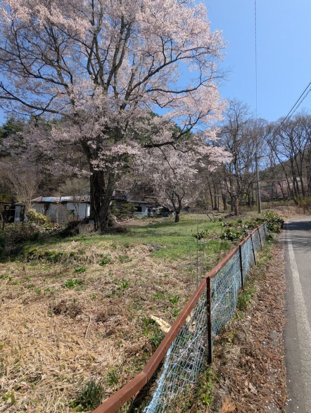 大町公園下の民家の桜