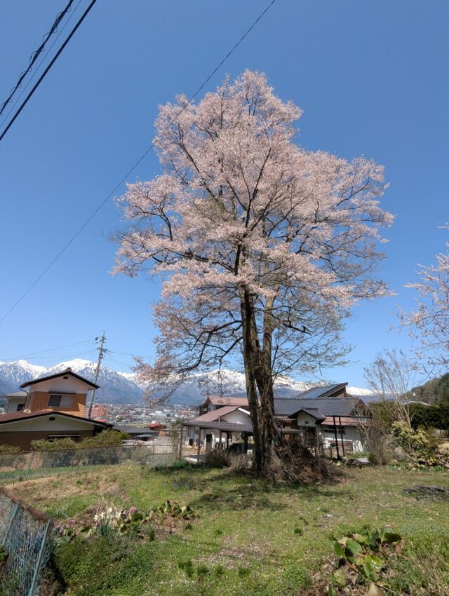 大町公園下の民家の桜