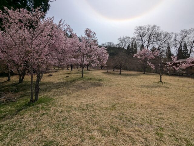 20250422_094653335.jpg