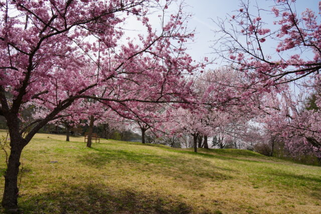 20250422_094900_09152.jpg