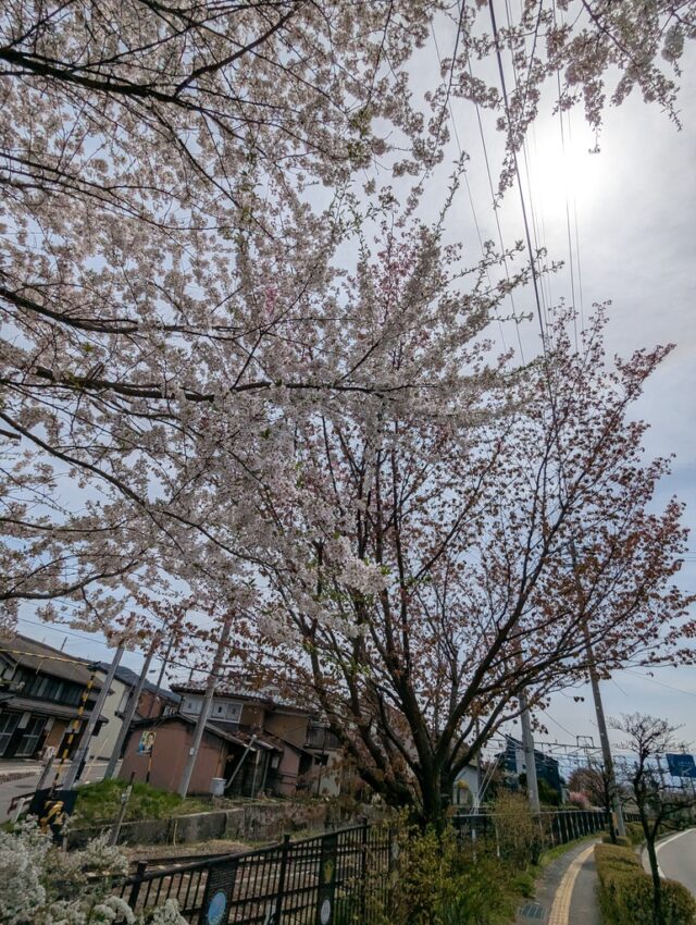 20250422_124116899.jpg