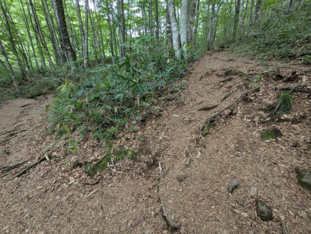 20250701_075054941.jpg
