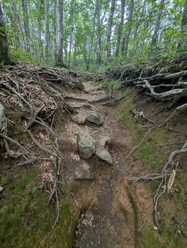 20250701_080755695.jpg