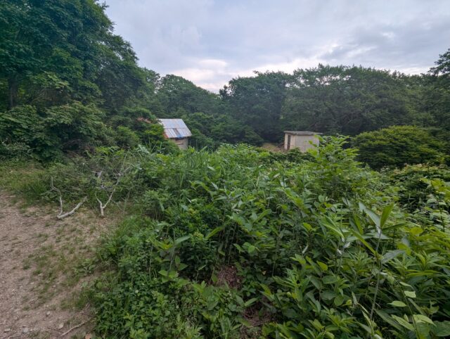 20250701_083113203.jpg