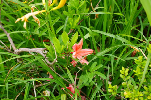 20250701_090950_01849.jpg
